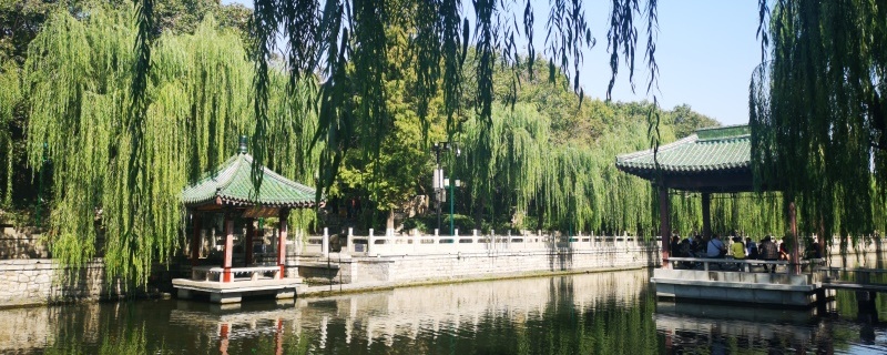 济南适合养什么花,市花和市树是什么 济南适合养什么花,市花和市树是什么