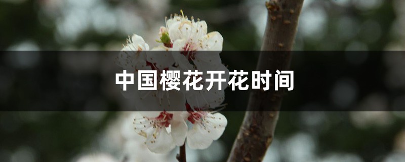 中国樱花开花时间,和日本樱花有什么区别 中国樱花开花时间,和日本樱花有什么区别