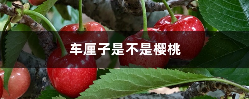 车厘子是不是樱桃,是同一种水果吗 车厘子是不是樱桃,是同一种水果吗
