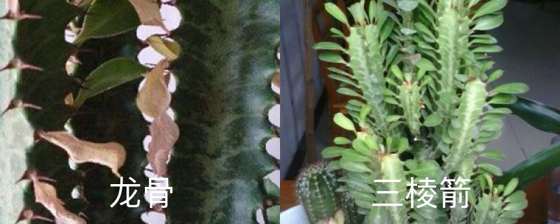 怎样区分龙骨和三棱箭,是一样吗 怎样区分龙骨和三棱箭,是一样吗