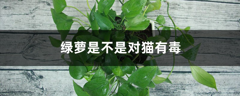 绿萝是不是对猫有毒,猫能不能闻绿萝 绿萝是不是对猫有毒,猫能不能闻绿萝