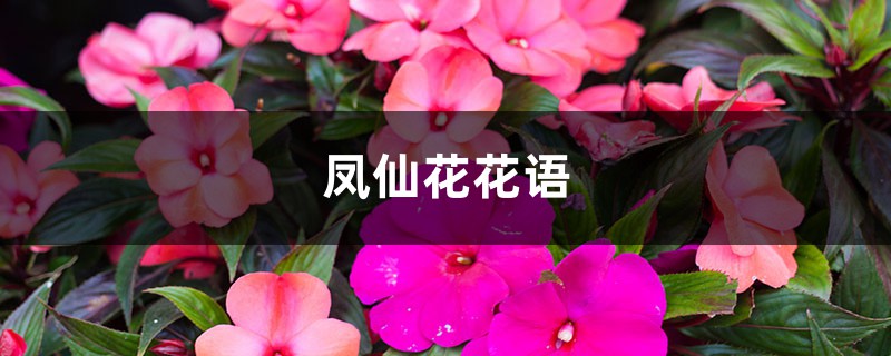 凤仙花花语，花期多长