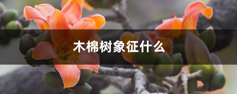 木棉树象征什么,什么时候开 木棉树象征什么,什么时候开
