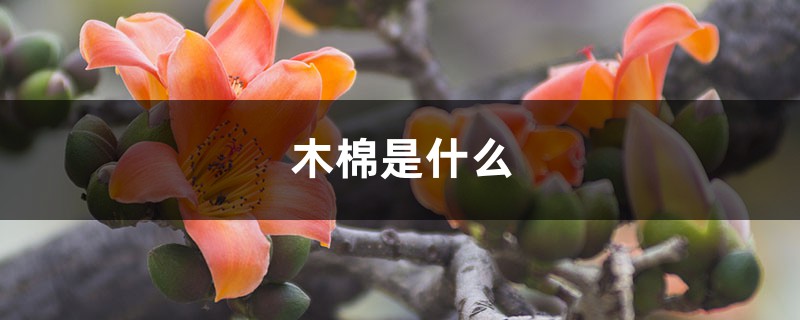 木棉是什么,是花还是树 木棉是什么,是花还是树