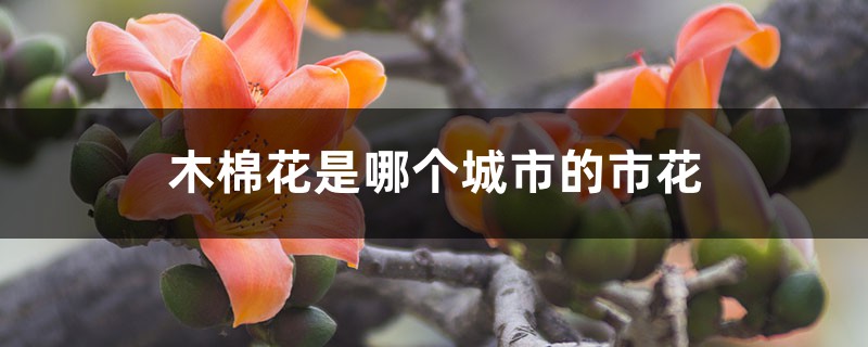 木棉花是哪个城市的市花，是什么时候开的