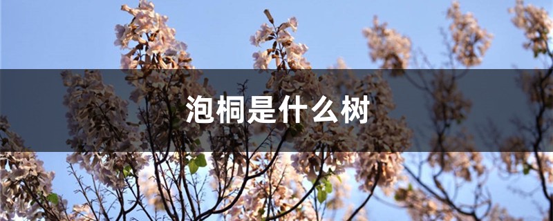 泡桐是什么树,是什么科 泡桐是什么树,是什么科
