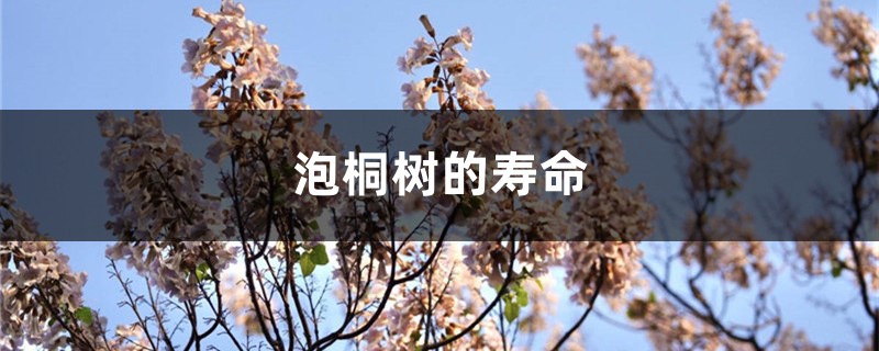 泡桐树的寿命,开花时间 泡桐树的寿命,开花时间