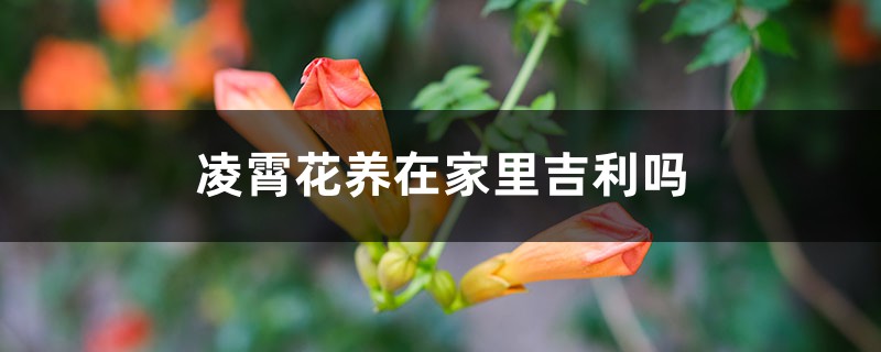 凌霄花养在家里吉利吗，养在客厅好不好