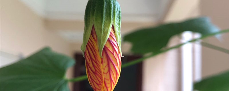 风铃花的养殖方法,风铃花图片 风铃花的养殖方法,风铃花图片