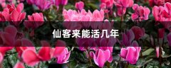 仙客来能活几年，能开多长时间