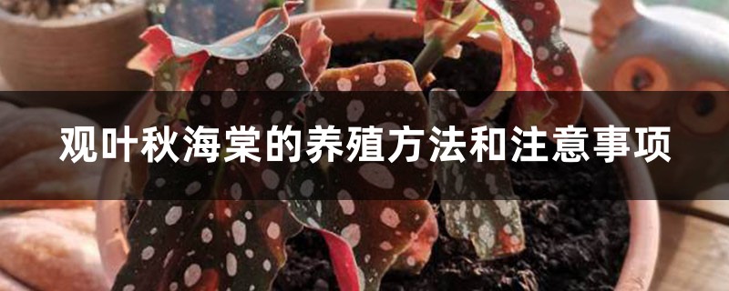 观叶秋海棠的养殖方法和注意事项 观叶秋海棠的养殖方法和注意事项
