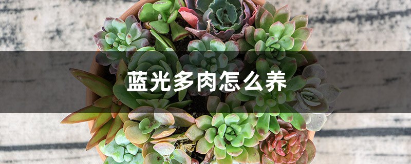 蓝光多肉怎么养,叶片发黄怎么办 蓝光多肉怎么养,叶片发黄怎么办