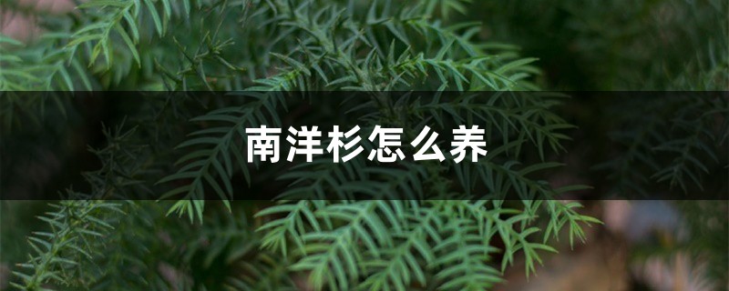 南洋杉怎么养,如何打顶 南洋杉怎么养,如何打顶