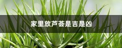 家里放芦荟是吉是凶，放在什么地方吉利