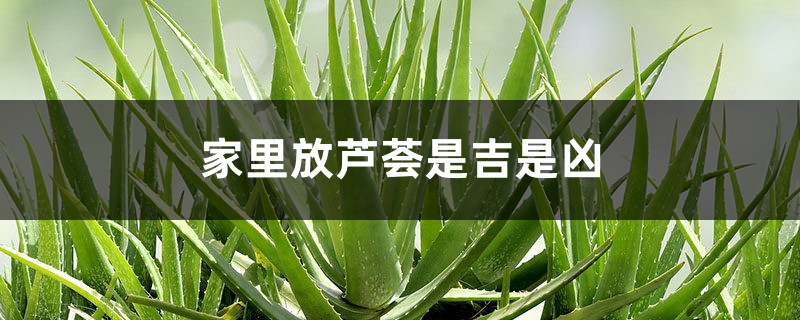 家里放芦荟是吉是凶,放在什么地方吉利 家里放芦荟是吉是凶,放在什么地方吉利