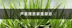 芦荟摆放家里禁忌，放在哪里风水好