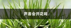 芦荟会开花吗，开花什么预兆