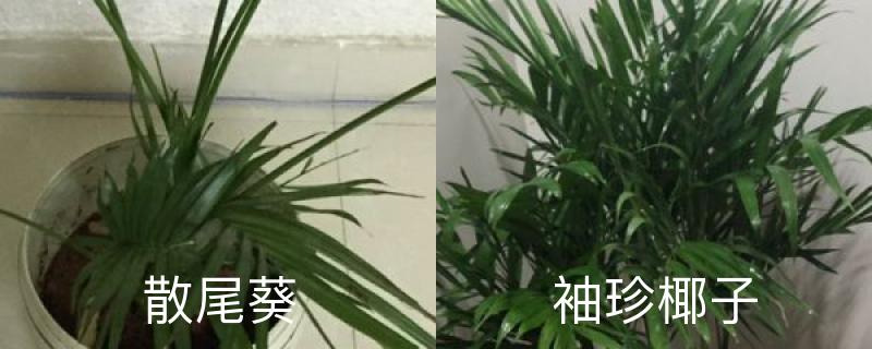 散尾葵和袖珍椰子的区别,哪个好养 散尾葵和袖珍椰子的区别,哪个好养