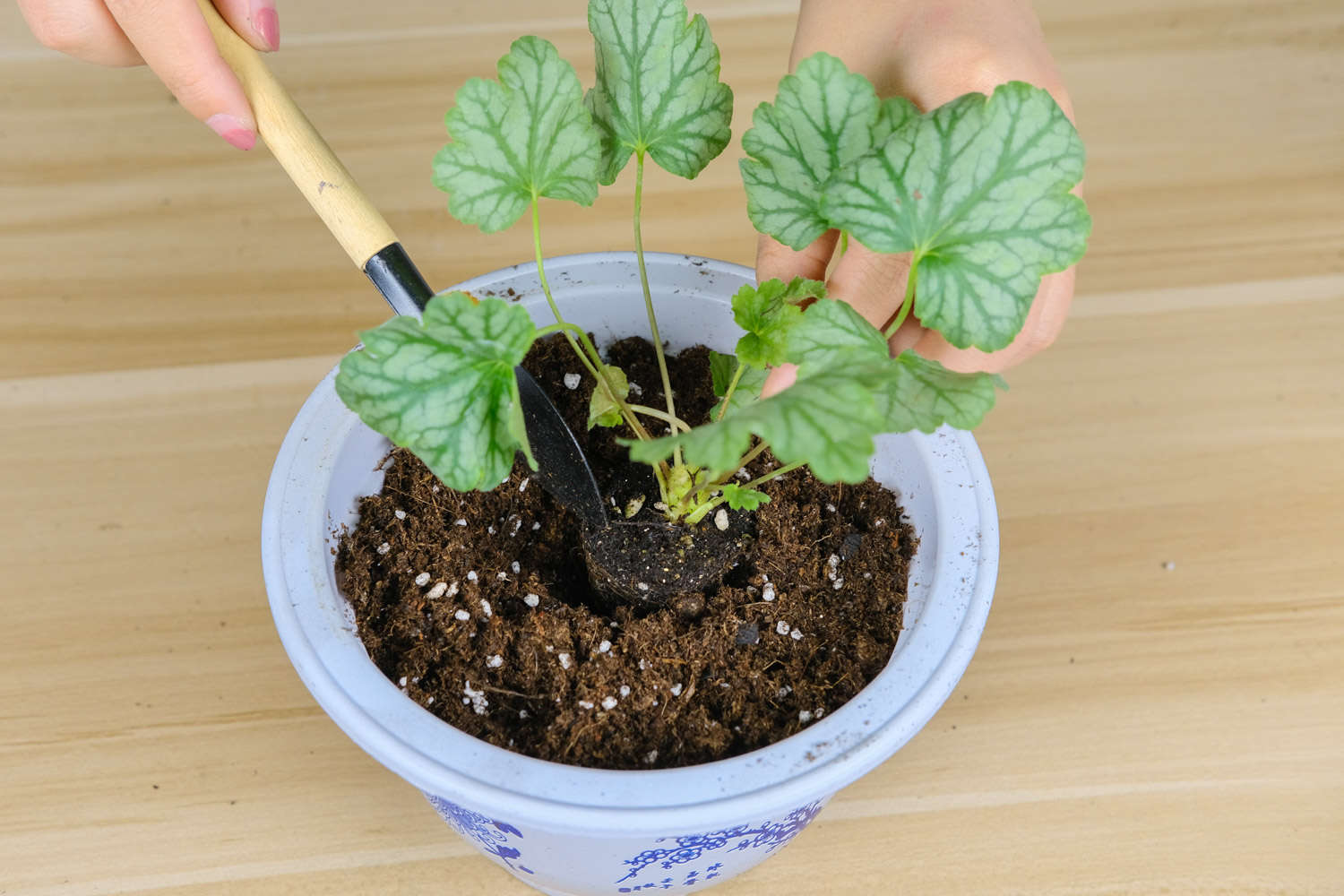 矾根 矾根
