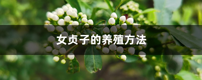 女贞子的养殖方法和注意事项 女贞子的养殖方法和注意事项