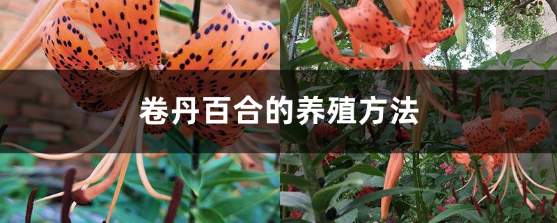 卷丹百合的养殖方法和注意事项 卷丹百合的养殖方法和注意事项