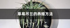 草莓吊兰的养殖方法和注意事项