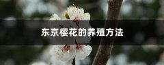 东京樱花的养殖方法和注意事项