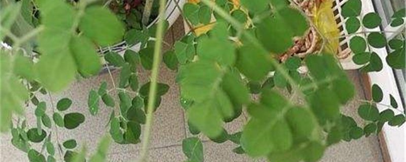 辣木籽的养殖方法和注意事项 辣木籽的养殖方法和注意事项