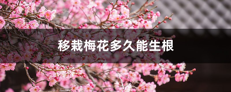 移栽梅花多久能生根，梅花何时移栽易成活