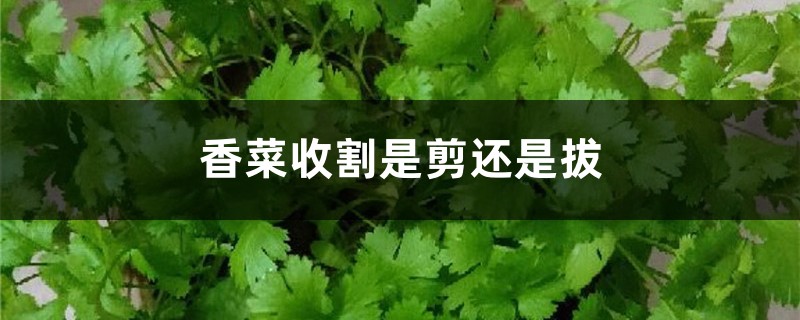 香菜收割是剪还是拔,香菜盆栽方法 香菜收割是剪还是拔,香菜盆栽方法