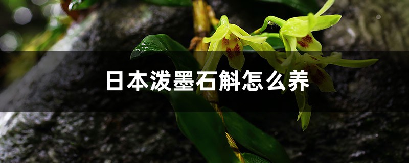 日本泼墨石斛怎么养,耐晒吗 日本泼墨石斛怎么养,耐晒吗