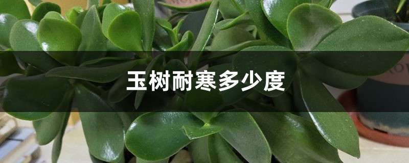 玉树耐寒多少度（过冬方法介绍）