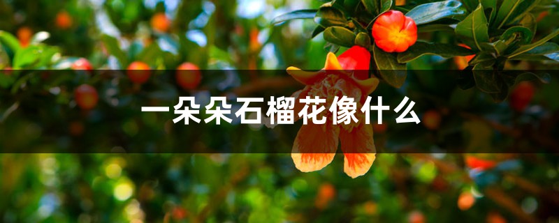 一朵朵石榴花像什么,盛开的石榴花像什么 一朵朵石榴花像什么,盛开的石榴花像什么