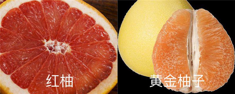 黄金柚子与红柚区别,红柚和黄柚的营养区别 黄金柚子与红柚区别,红柚和黄柚的营养区别