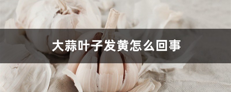 大蒜叶子发黄怎么回事,怎么办 大蒜叶子发黄怎么回事,怎么办