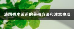 法国香水茉莉的养殖方法和注意事项