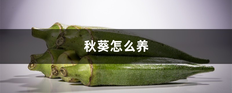 秋葵怎么养,秋葵的生长期是多少天 秋葵怎么养,秋葵的生长期是多少天