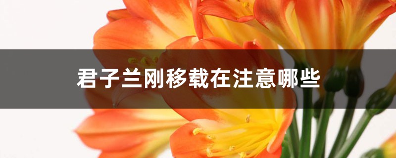 君子兰刚移栽注意哪些 君子兰刚移栽注意哪些