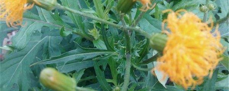 平卧菊三七的养殖方法 平卧菊三七的养殖方法