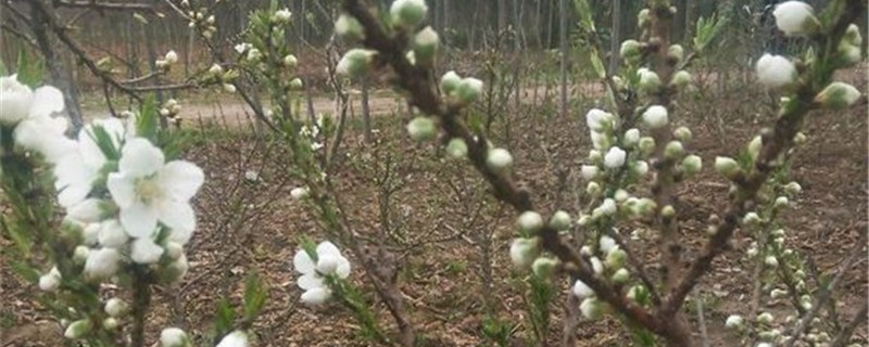 绿梅的养殖方法 绿梅的养殖方法