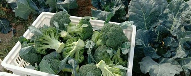 绿花菜的养殖方法 绿花菜的养殖方法