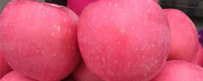 红富士的养殖方法 红富士的养殖方法