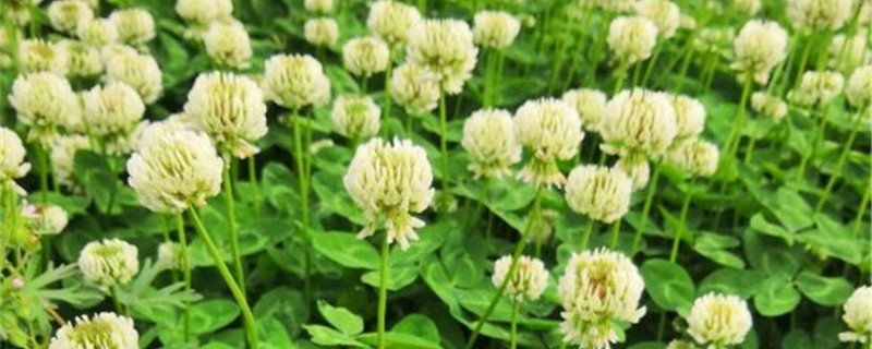 白花车轴草的养殖方法 白花车轴草的养殖方法