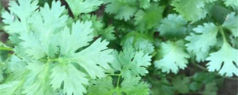 艾叶草的养殖方法 艾叶草的养殖方法