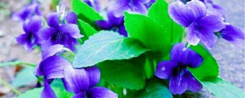 紫花堇菜的养殖方法 紫花堇菜的养殖方法