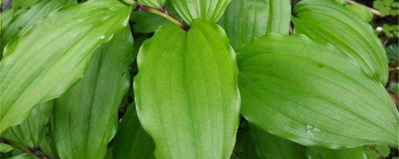 鹿药的养殖方法 鹿药的养殖方法