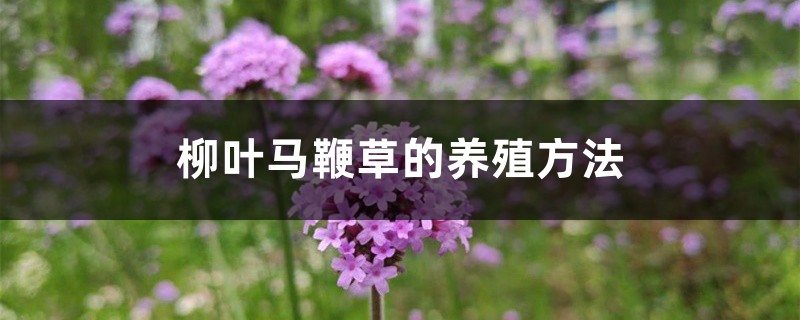 柳叶马鞭草的养殖方法