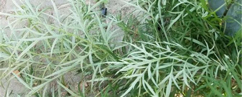 柳蒿的养殖方法 柳蒿的养殖方法