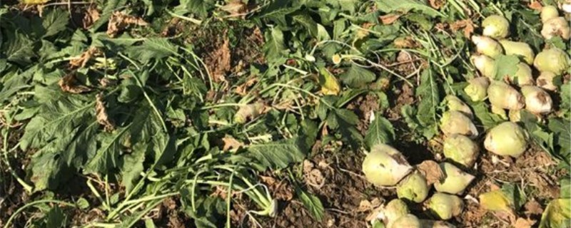 芥菜头的养殖方法 芥菜头的养殖方法