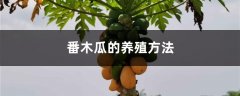 番木瓜的养殖方法